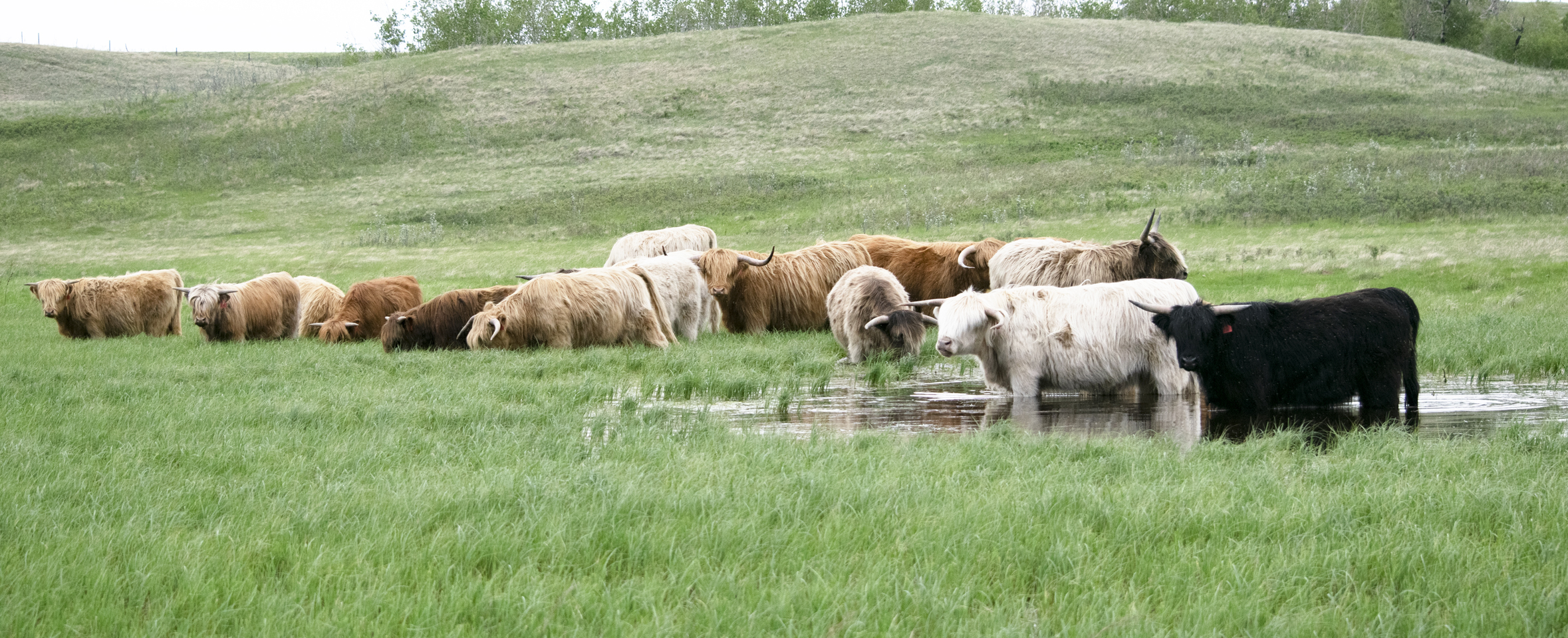 Willow Glen Farm